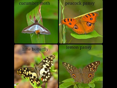 Butterfly Survey